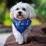 “Chewdaica”™ Chanukah Dog Bandana – Rite Lite